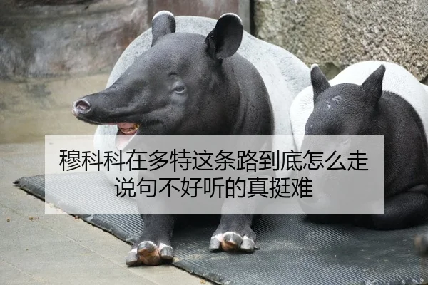 穆科科在多特这条路到底怎么走 说句不好听的真挺难